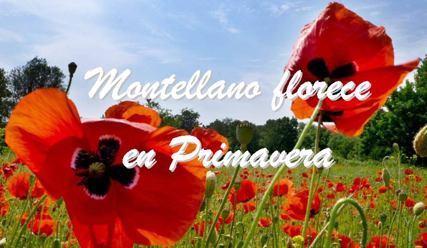 Concurso "Montellano florece en Primavera".